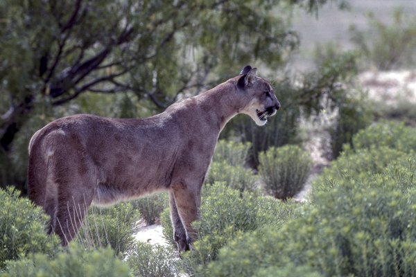 Mountain Lion looking out over rocky terrain near trees