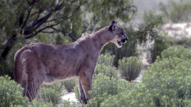 Mountain Lion looking out over rocky terrain near trees