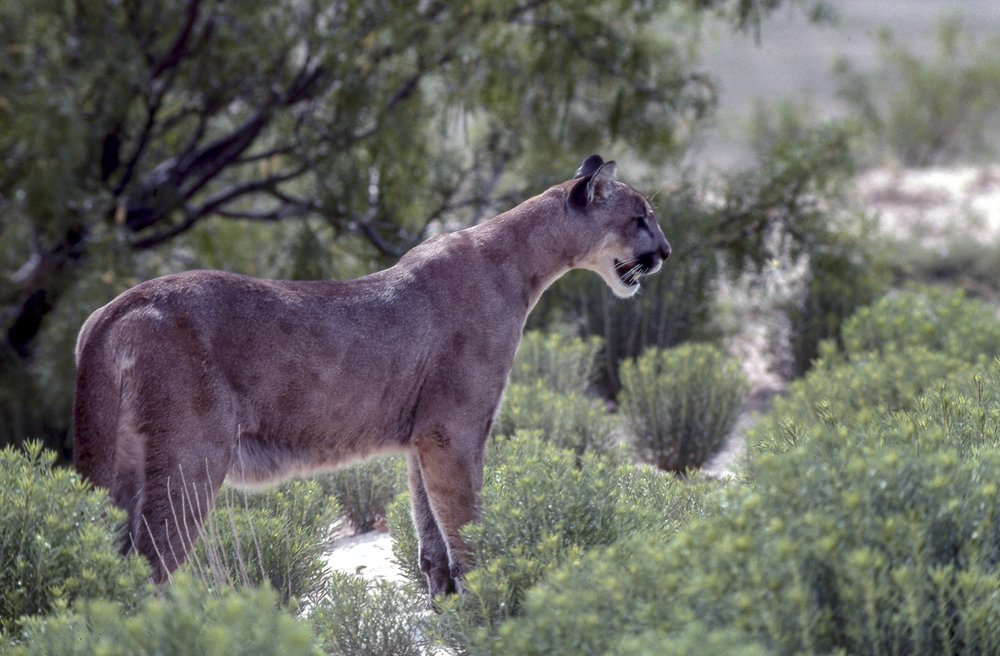 Mountain Lion looking out over rocky terrain near trees