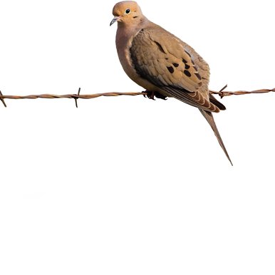 Mourning Dove on barbed wire.