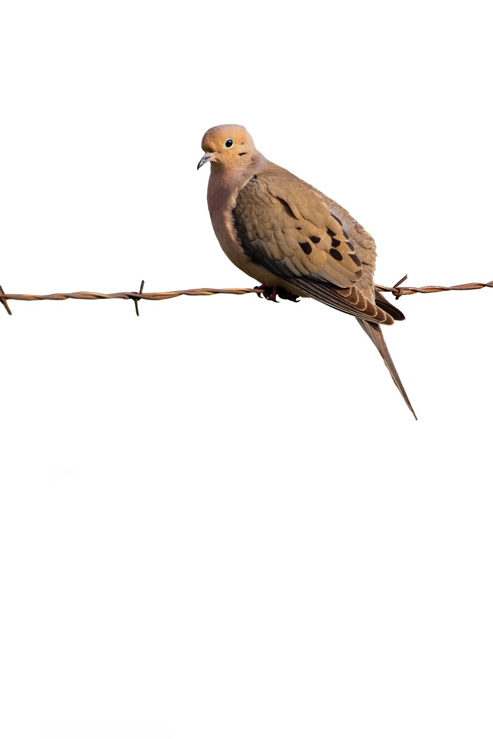 Mourning Dove on barbed wire.