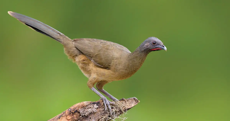 chachalaca on a branch with a green background.
