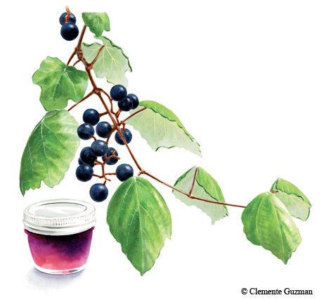 Illustration of Mustang Grapes branch with green heart shaped leaves with deep purple grapes next to an illustration of jarred mustang grape jam