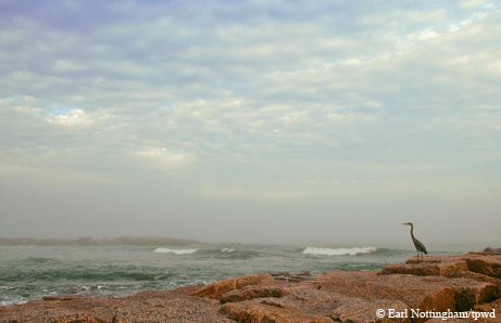 Crane standing on rocky shore at Mustang Island