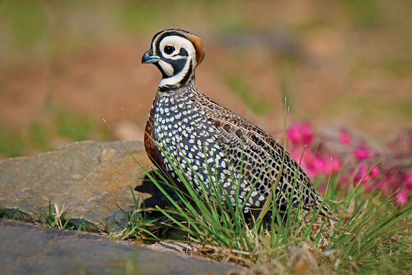 Montezuma quail