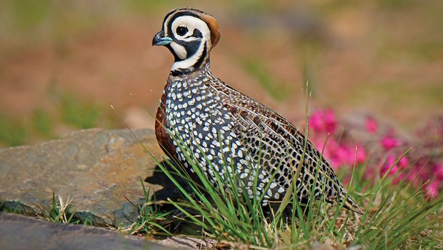Montezuma quail