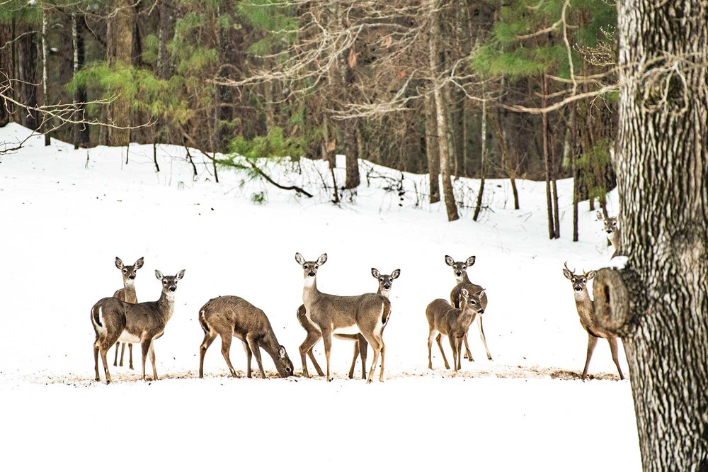 Nine-White-Tail-Deer-Enjoy-a-Corn-Feast-in the snow at the edge of the forest