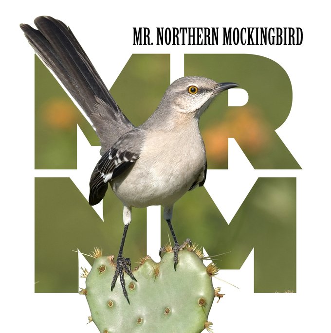 Northern Mockingbird (bird is white grey and black with a long tail) perched on a prickly pear cactus. The name is printed with Mr.Northern Mocking bird in small type. Behind the bird are the letter MRNM in two rows