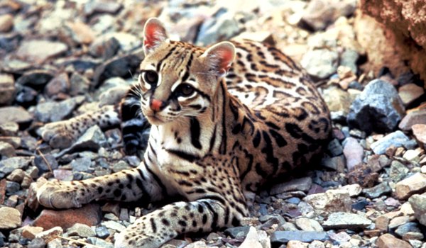 Ocelot lying on rocky ground