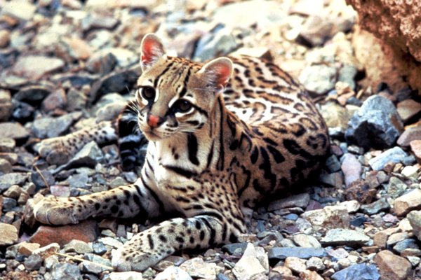 Ocelot lying on rocky ground