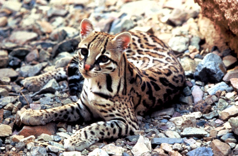 Ocelot lying on rocky ground