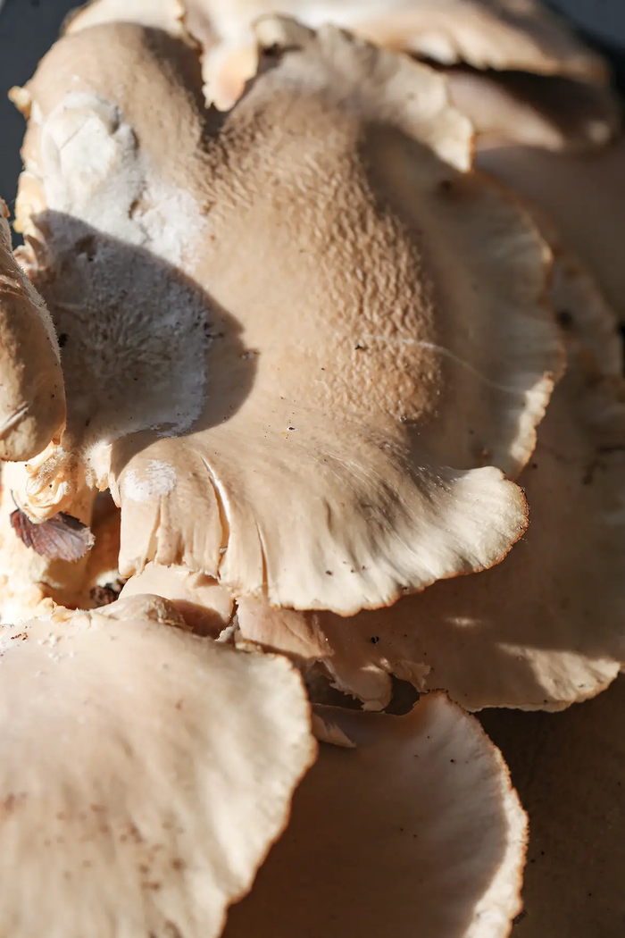 close up on Light brown Oyster mushroom