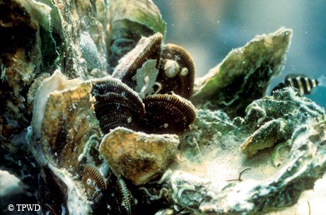 Oyster reef  in Galveston Bay