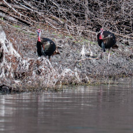 Turkeys walking beside a stream with stacked branches behind them.
