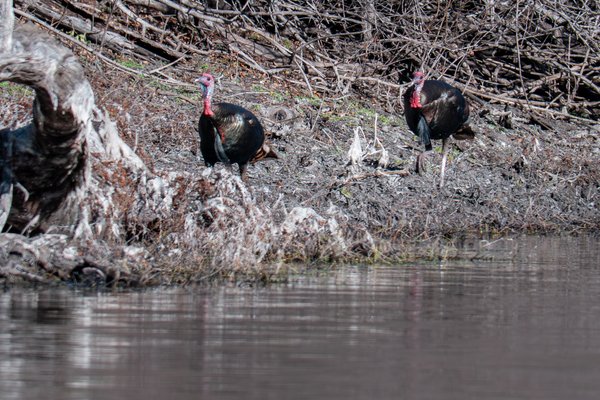 Turkeys walking beside a stream with stacked branches behind them.