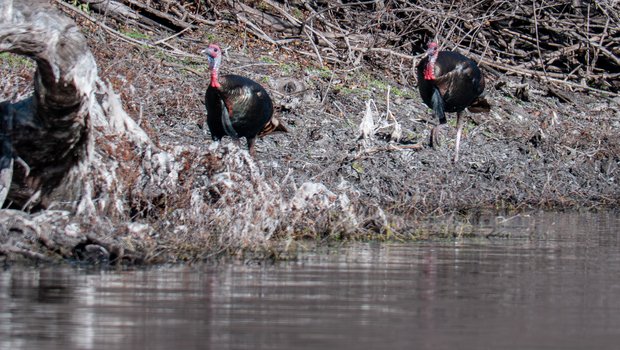 Turkeys walking beside a stream with stacked branches behind them.