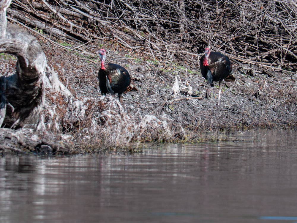 Turkeys walking beside a stream with stacked branches behind them.