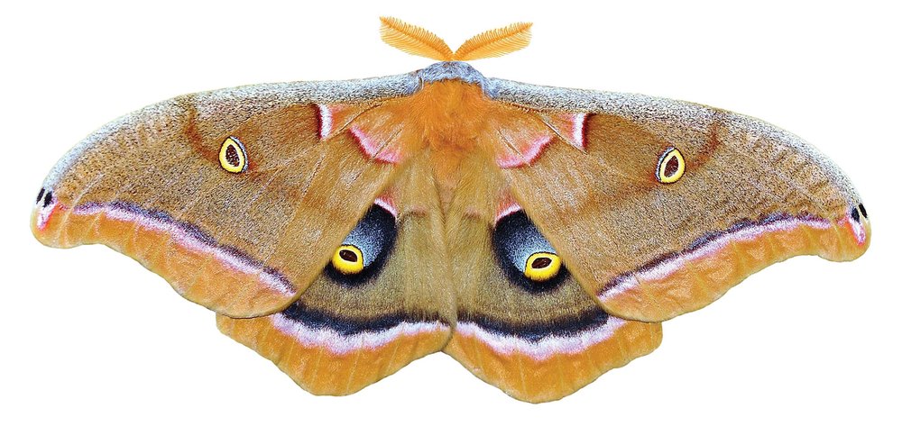 POLYPHEMUS (Antheraea Polyphemus) moth mostly yellow with circles of black blue and yellow on its wings also has a stripe of purple and white near the wings outer edge