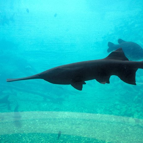 Paddlefish swimming in an aquarium with other fish