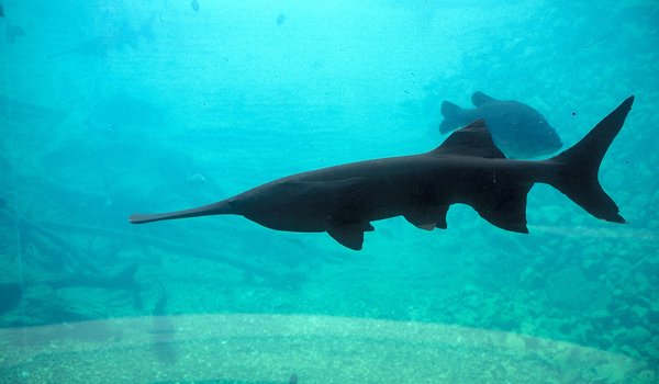 Paddlefish swimming in an aquarium with other fish