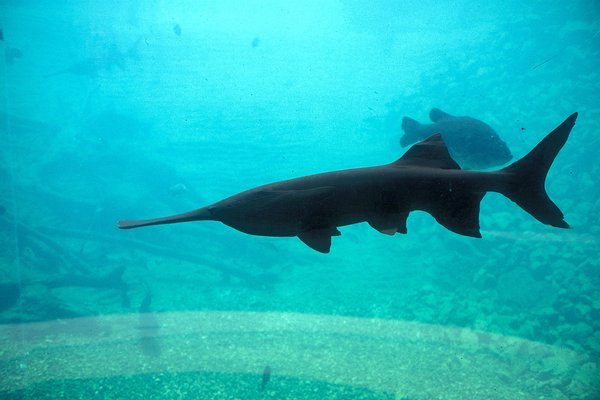Paddlefish swimming in an aquarium with other fish