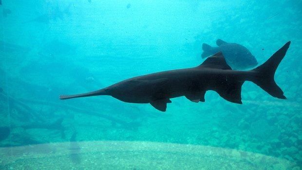 Paddlefish swimming in an aquarium with other fish