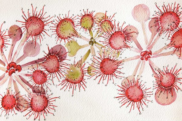 Painting of Sundew plants.