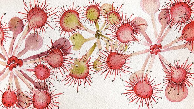 Painting of Sundew plants.