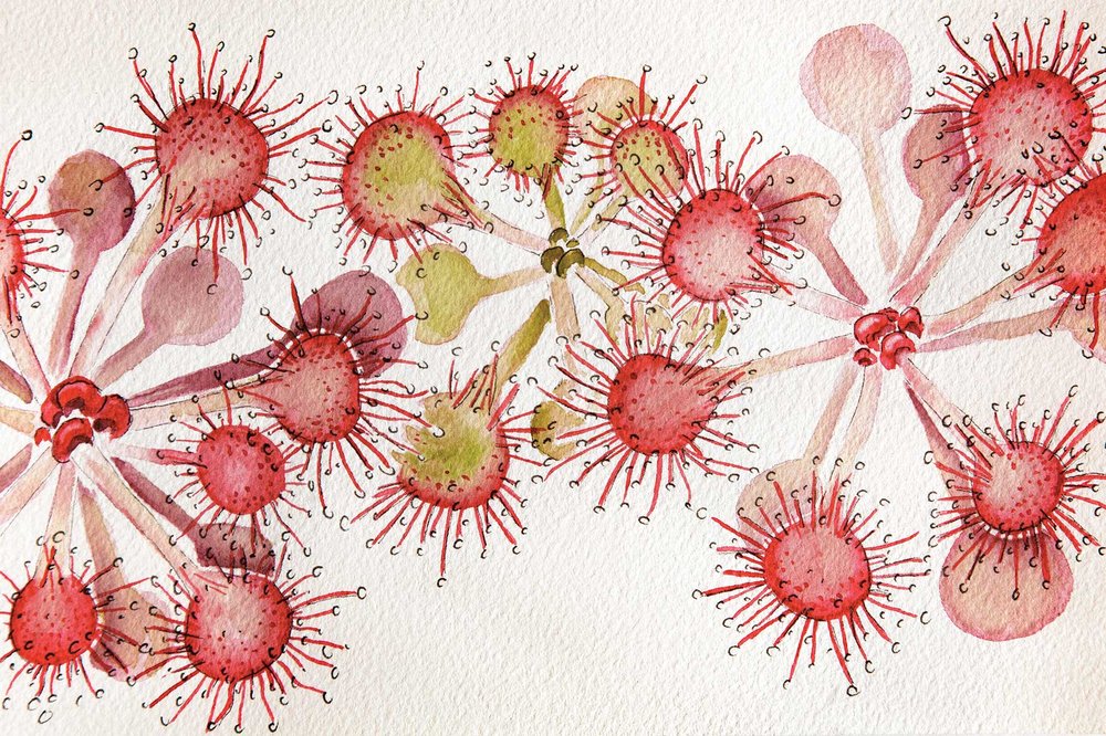 Painting of Sundew plants.
