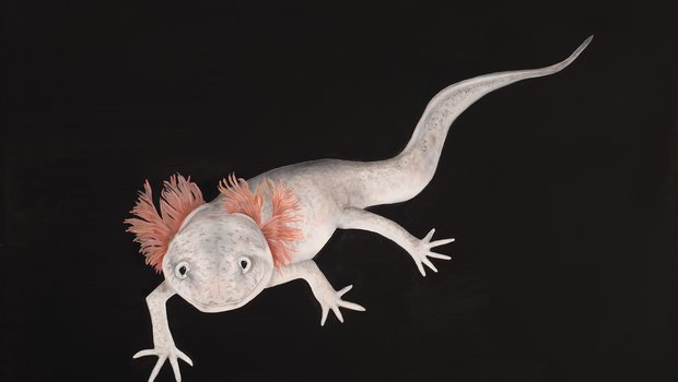 Painting of a Jollyville Plateau Salamander