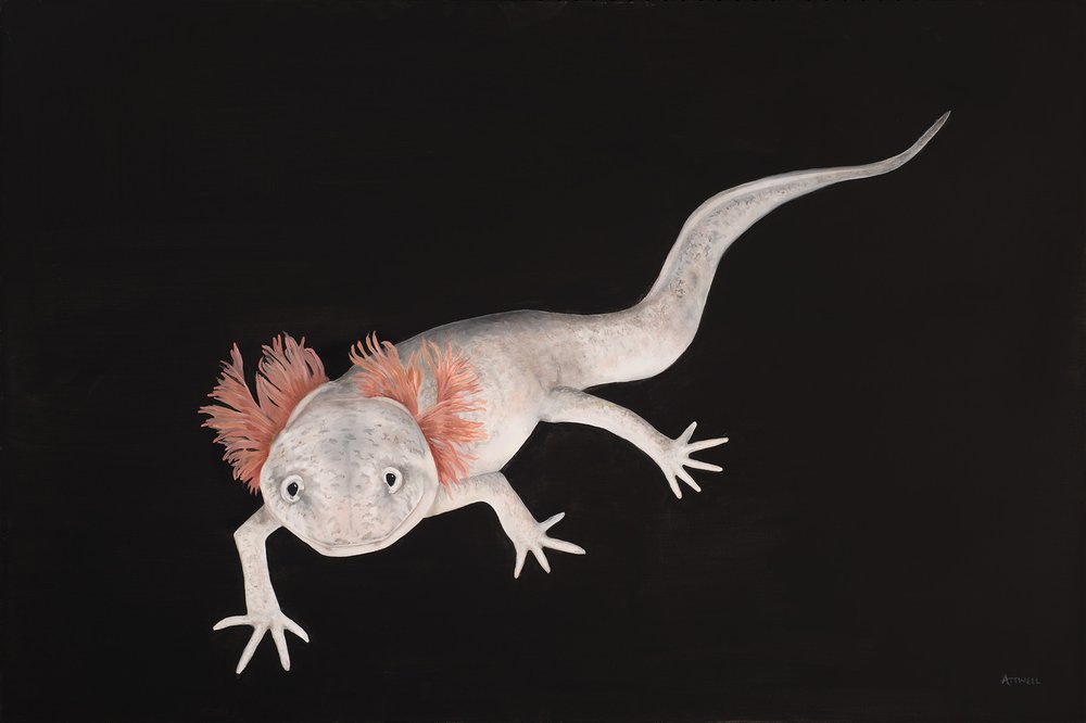Painting of a Jollyville Plateau Salamander