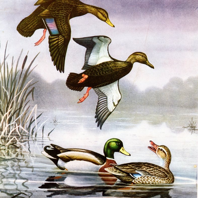Painting of ducks flying above two ducks in the water.