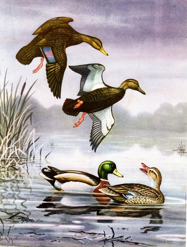 Painting of ducks flying above two ducks in the water.