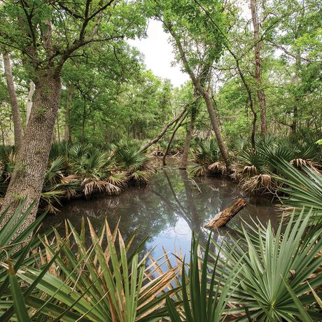 Palmetto State Park