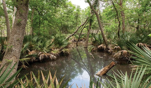 Palmetto State Park