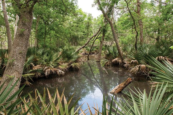 Palmetto State Park