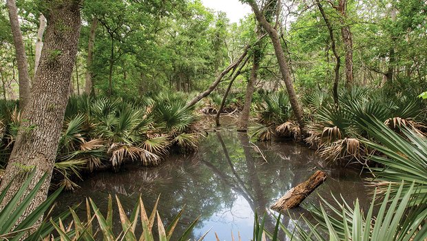 Palmetto State Park