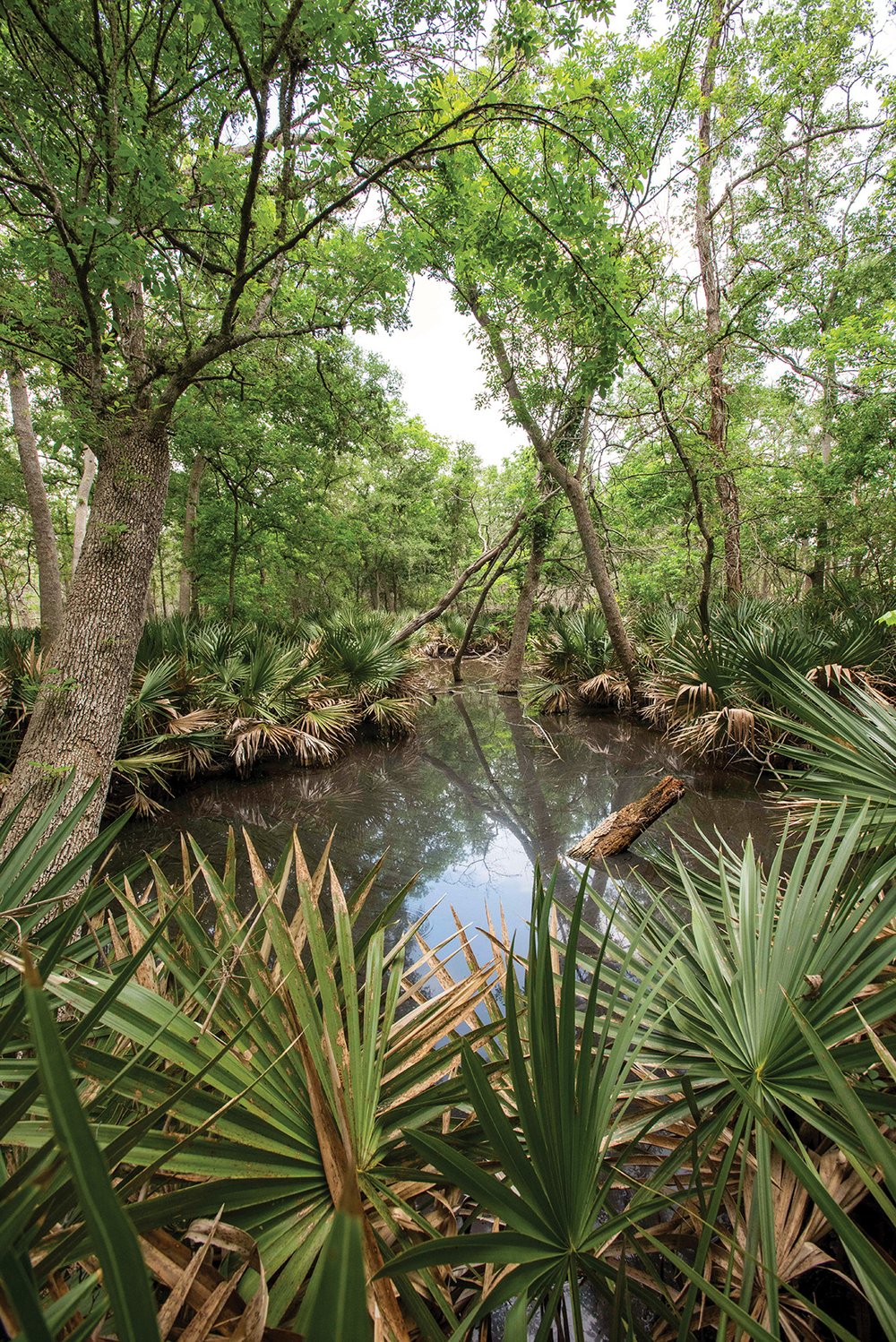 Palmetto State Park