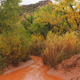 Palo Duro Canyon red tributary lined by green trees