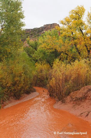Palo Duro Canyon red tributary lined by green trees