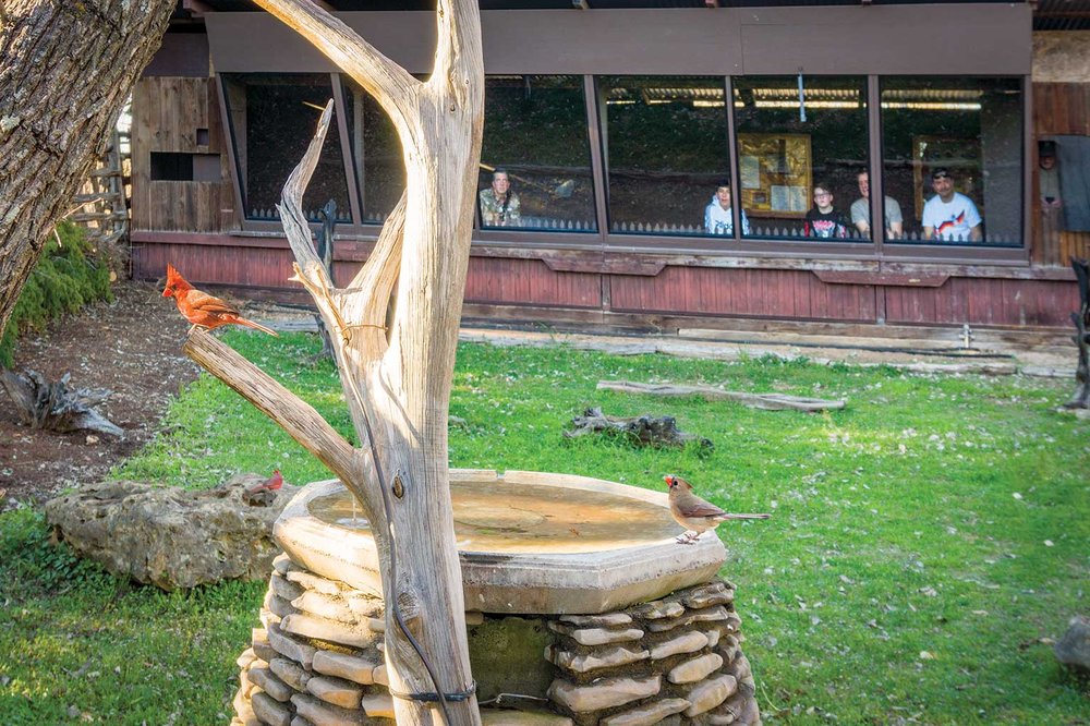 Birds on a fountain and tree with people seen looking out of the Pedernales Falls blind
