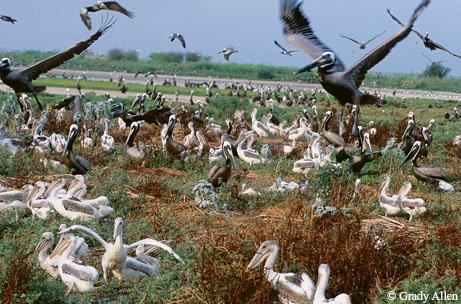 White and Brown Pelicans Gathering near the Texas shore