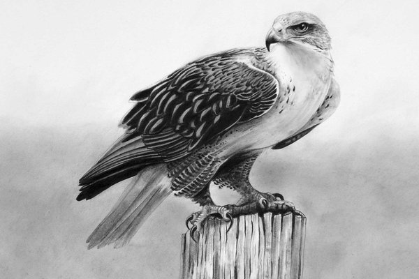 Pencil drawing of Ferruginous Hawk on a tree stump.