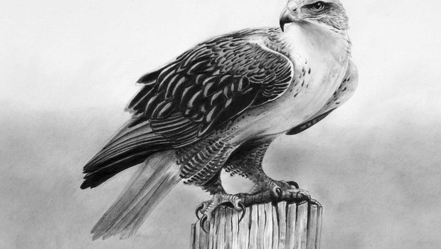 Pencil drawing of Ferruginous Hawk on a tree stump.