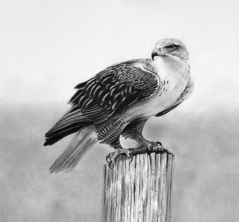 Pencil drawing of Ferruginous Hawk on a tree stump.