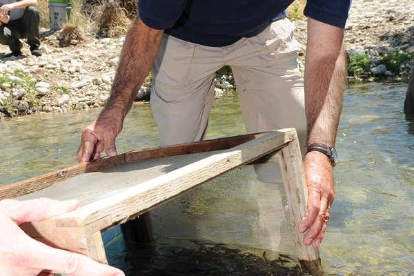 People releasing fish from a box