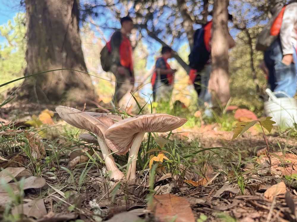 People walking on a trail with mushrooms in the foreground