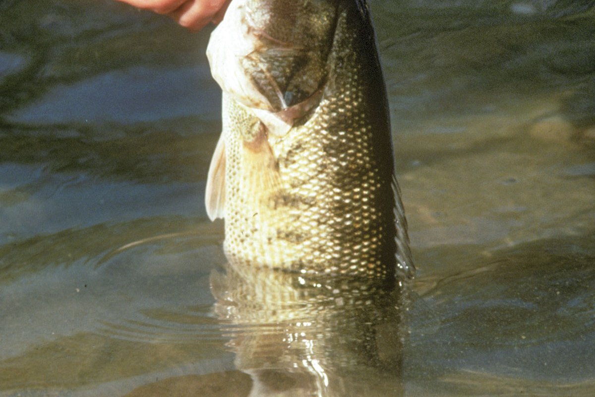 Person removing a guadalupe bass from a hook
