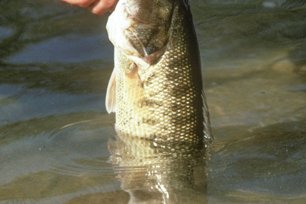 Person removing a guadalupe bass from a hook