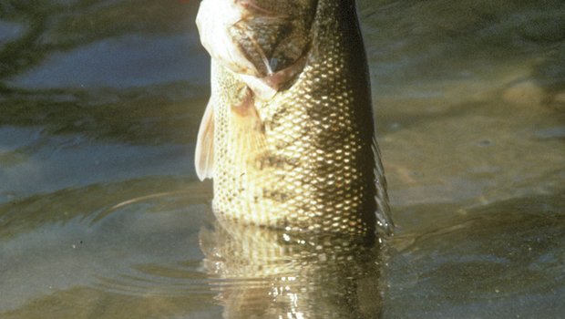Person removing a guadalupe bass from a hook
